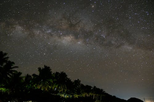 Green Palm Tree Under Starry Sky