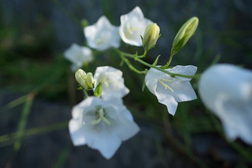 Foto d'estoc gratuïta de flor, flor de jardí, floració