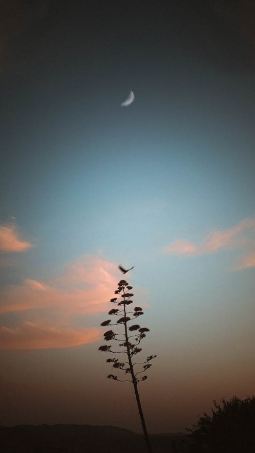 Bird Flying Over a Tree