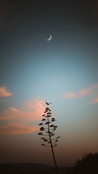 Silhouette of a tree against a twilight sky with a crescent moon, showcasing beautiful evening colors.