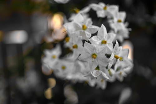 Free stock photo of apples, flower, flowering