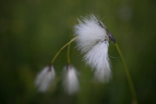 Základová fotografie zdarma na téma kytka, příroda, pupen