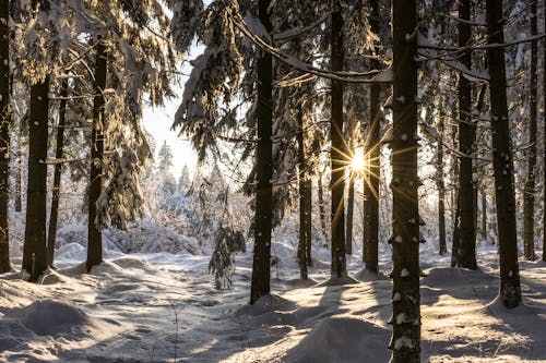 Foto d'estoc gratuïta de arbres nevats, bosc, fotografia de natura