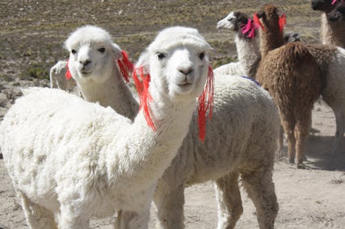 Foto d'estoc gratuïta de andes, lama, Perú