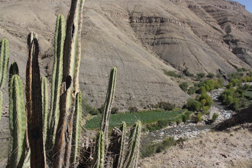 Fotobanka s bezplatnými fotkami na tému hora, kaktusová rastlina, Peru