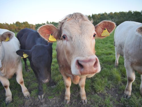 Cows with Ear Tags