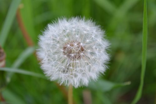 Free Macro shot of a delicate dandelion with detailed seed structure in a lush green background. Stock Photo