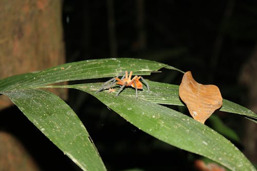 Foto d'estoc gratuïta de aranya, jungla, nit