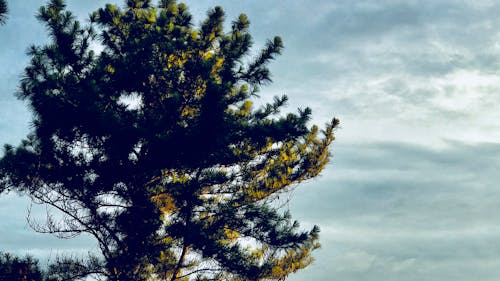 Foto d'estoc gratuïta de a l'aire lliure, arbre, branques