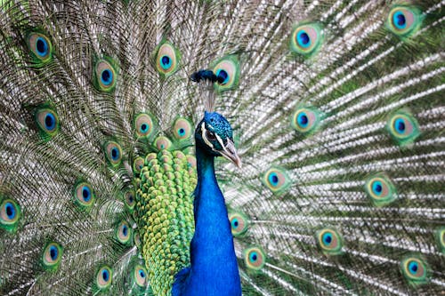Free A Close-Up Shot of a Peafowl Stock Photo