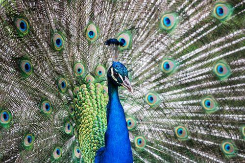 Free Close-up of a colorful peacock with its tail feathers fully fanned out, showcasing natural beauty. Stock Photo