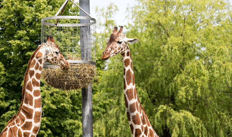 Giraffes Eating Hay 