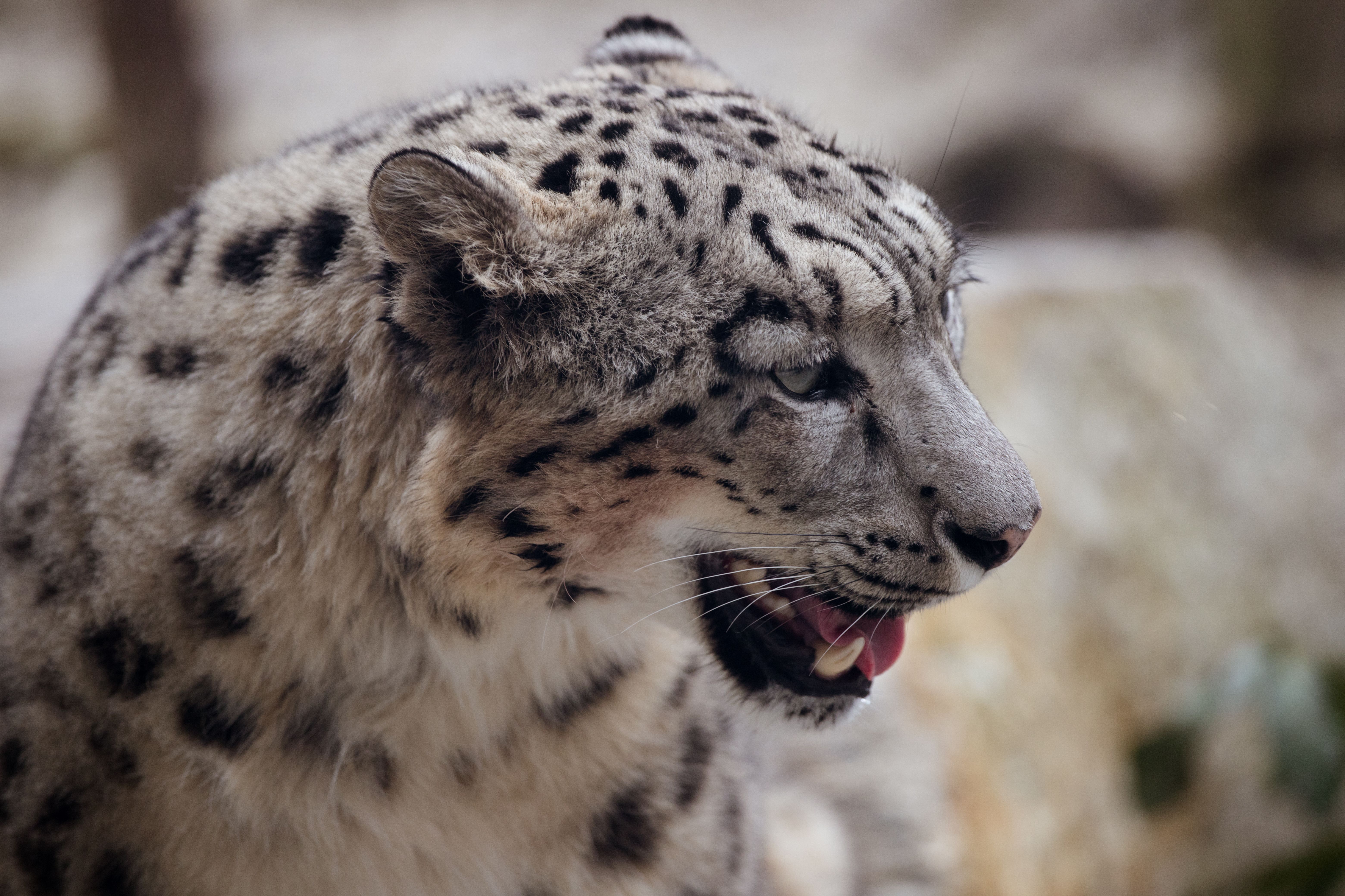 Exclusive Snow Leopard experience
