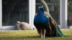 A Blue Peacock on Green Grass