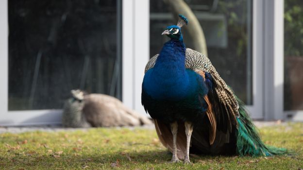 A Blue Peacock on Green Grass