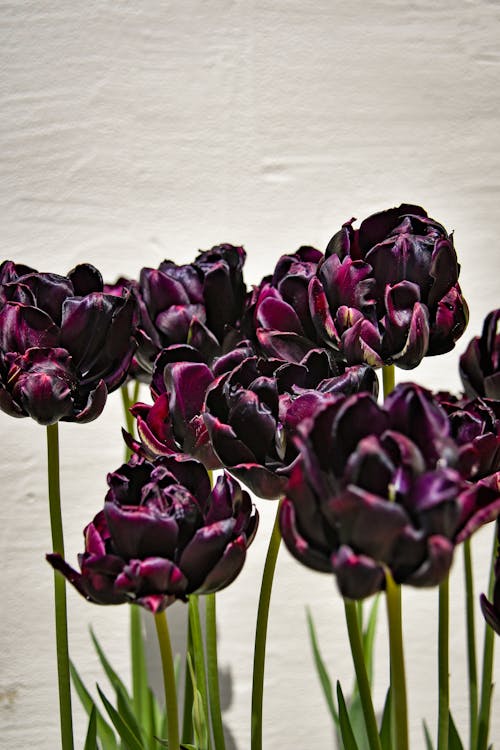 Fotobanka s bezplatnými fotkami na tému čierne tulipány, kvetinová fotografia, kvety