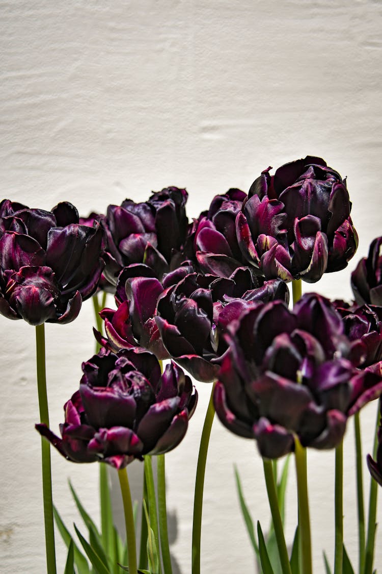 Close-up Photo Of Black Tulips