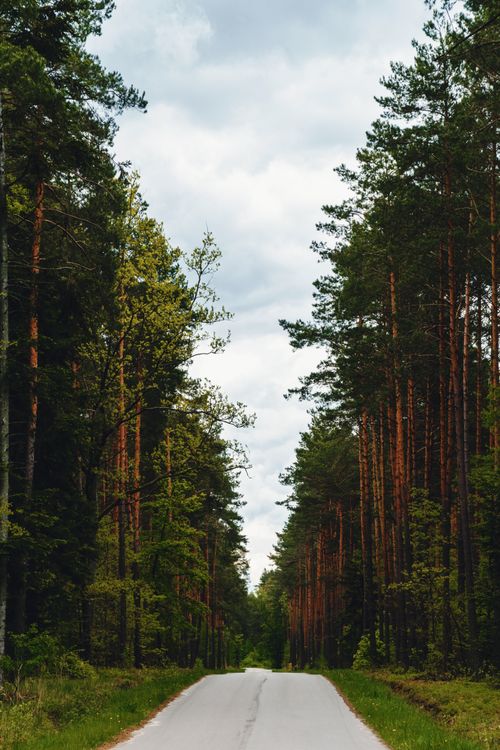 Free Tranquil forest road surrounded by lush trees, perfect for nature exploration and travel. Stock Photo
