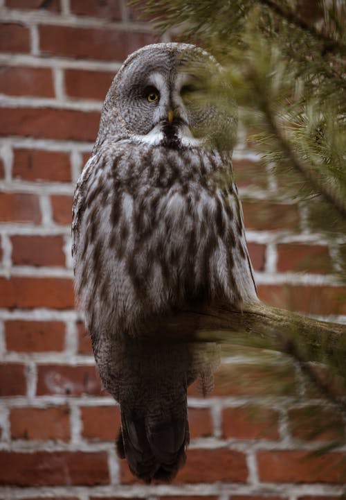 A Great Gray Owl Perched on a Tree Branch
