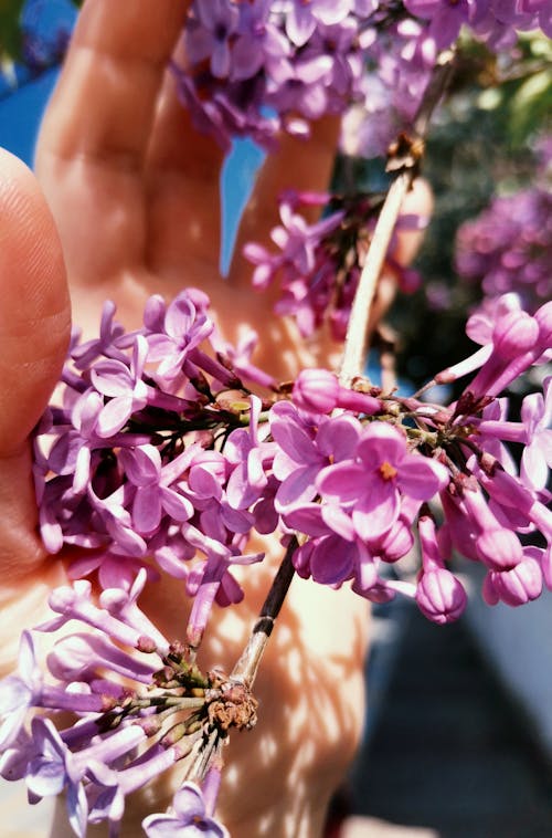 Základová fotografie zdarma na téma hyacint, jarní květiny, pupen