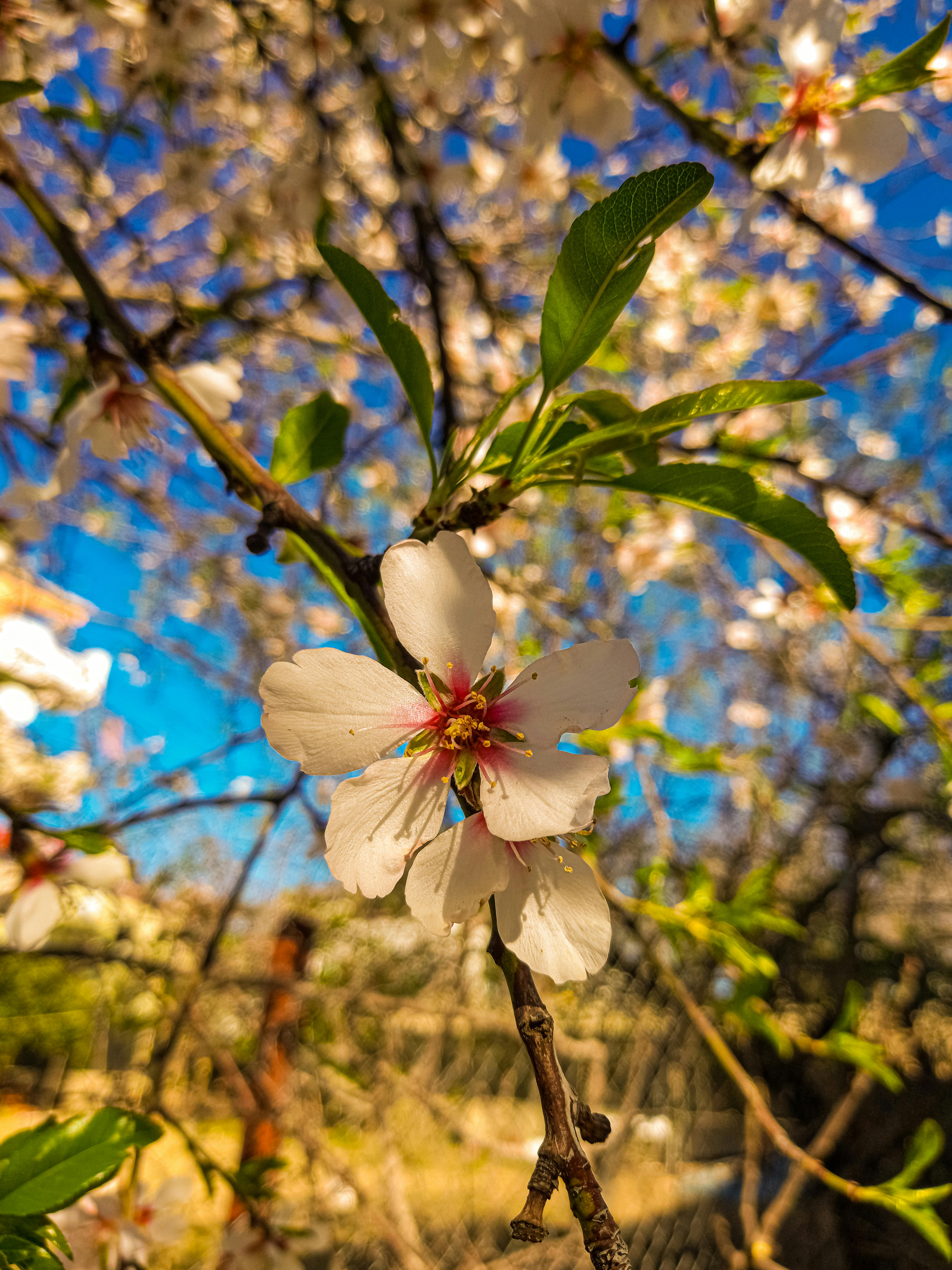 US democracy ranking