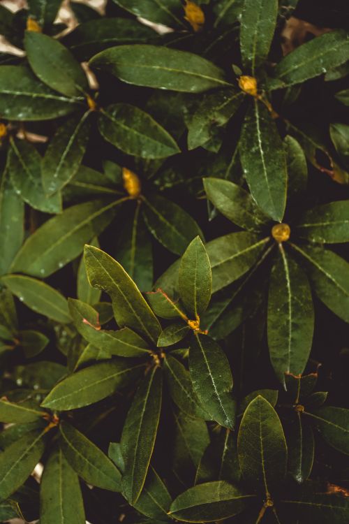 Free Close-up of dark green leaves with a natural fresh appearance, perfect for botanical themes. Stock Photo