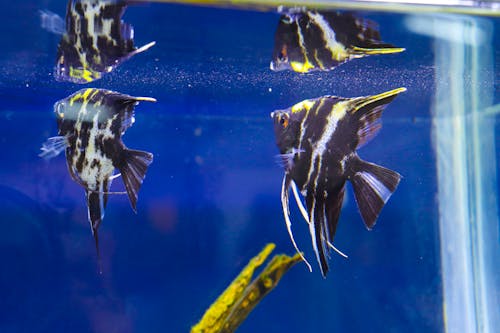 Free stock photo of aquarium, aquarium fish, blue water Stock Photo