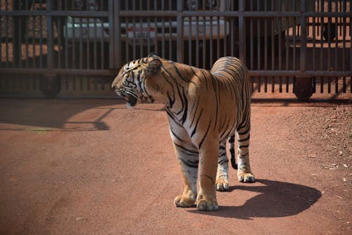 A Ferocious Bengal Tiger