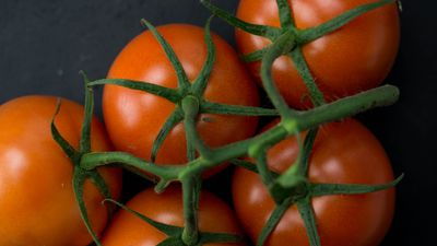 Ripe tomatoes still on the vine. Photo by Mateusz Feliksik on Pexels
