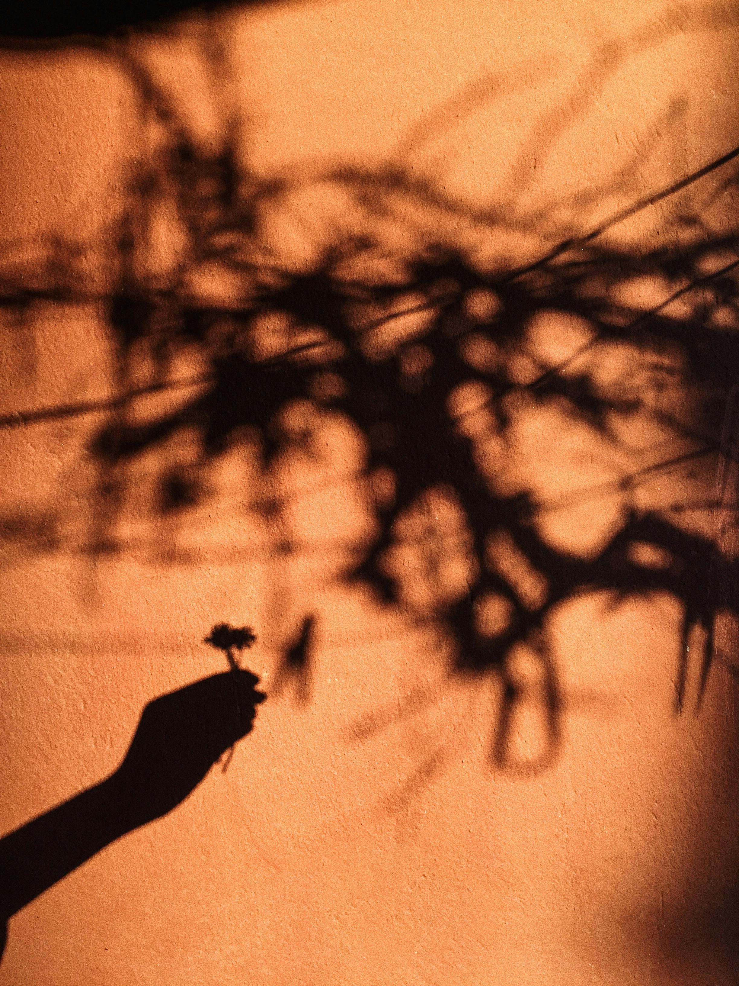 shadow of person spreading hand with flower