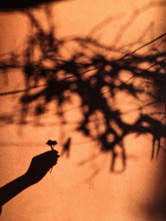 Free Shadow of unrecognizable person holding flower near tree branches in sunlight on orange wall Stock Photo