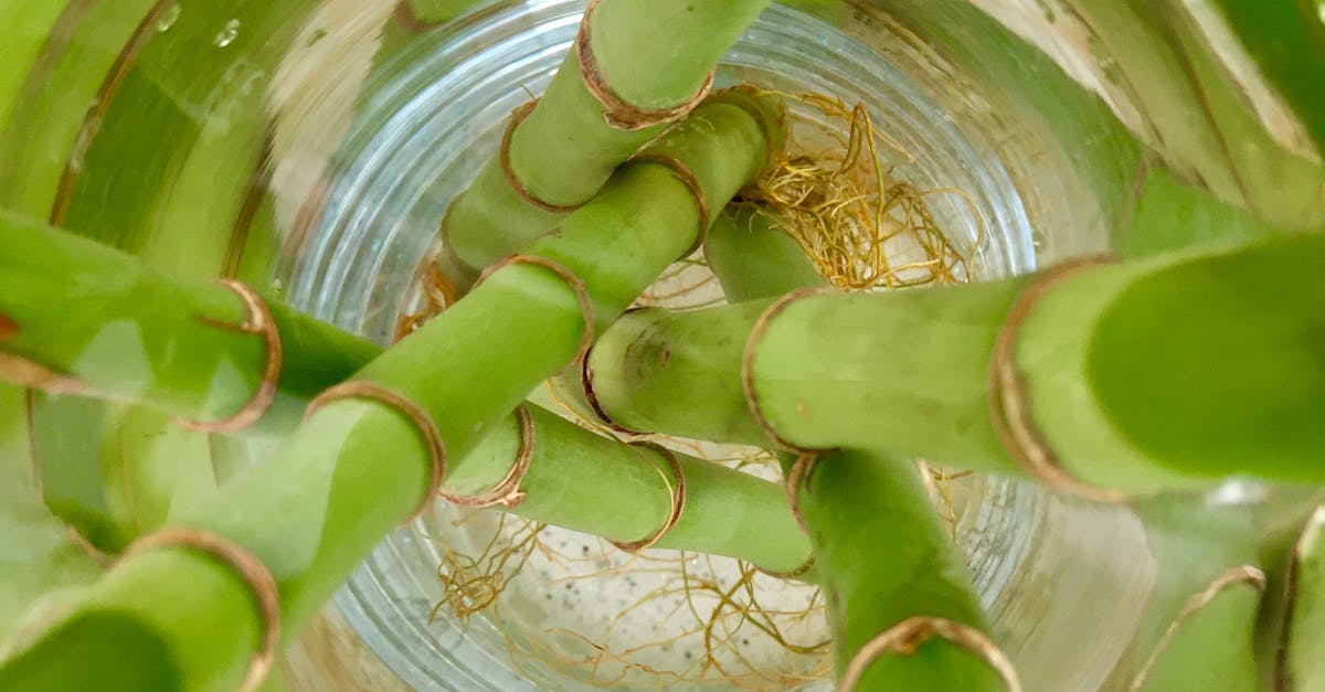 How to kill bamboo roots UK
