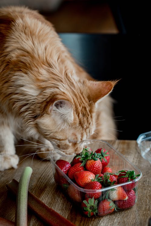 Close up of a Cat with Strawberries