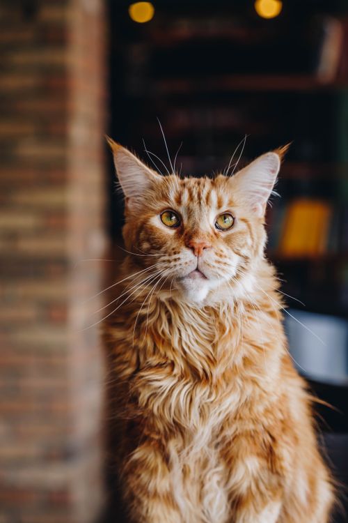 Free A stunning Maine Coon cat gazes upward with a fluffy coat and attentive eyes indoors. Stock Photo