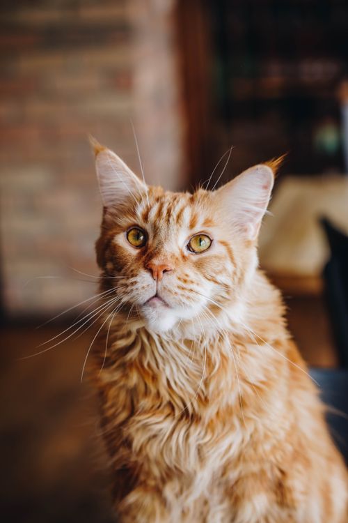 Free A detailed portrait of a Maine Coon cat looking inquisitive, showcasing its fluffy fur and striking eyes. Stock Photo