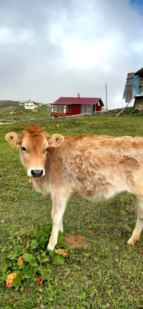 A Brown and White Cow on Green Grass