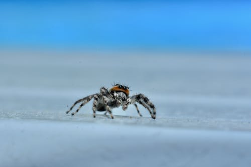 Free stock photo of jumping spider, macro, macro photo
