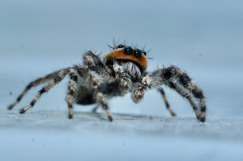 Free stock photo of jumping spider, macro, macro photo