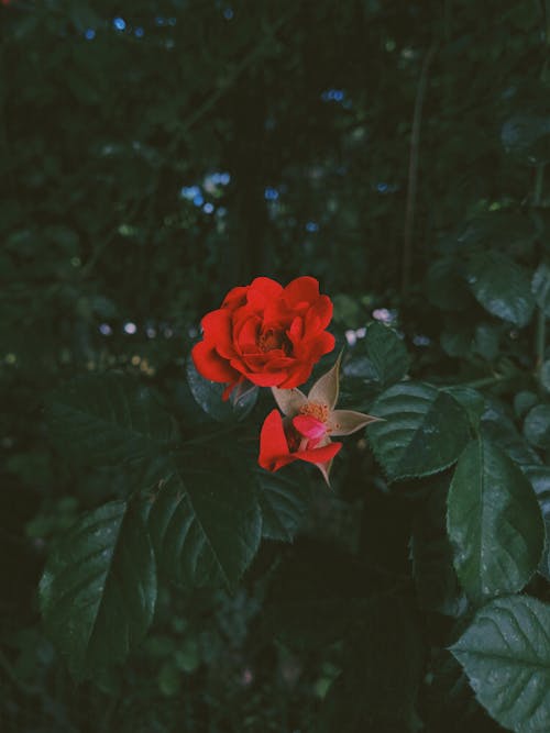 Gratis arkivbilde med blomst, flora, Rød rose Arkivbilde