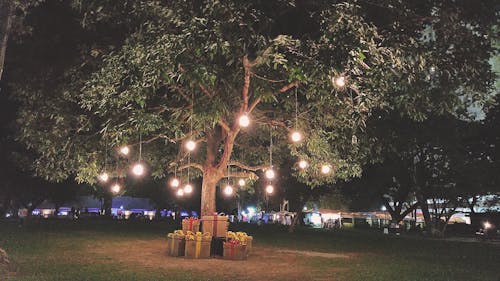 Lights Hanging on Green Leaf Tree