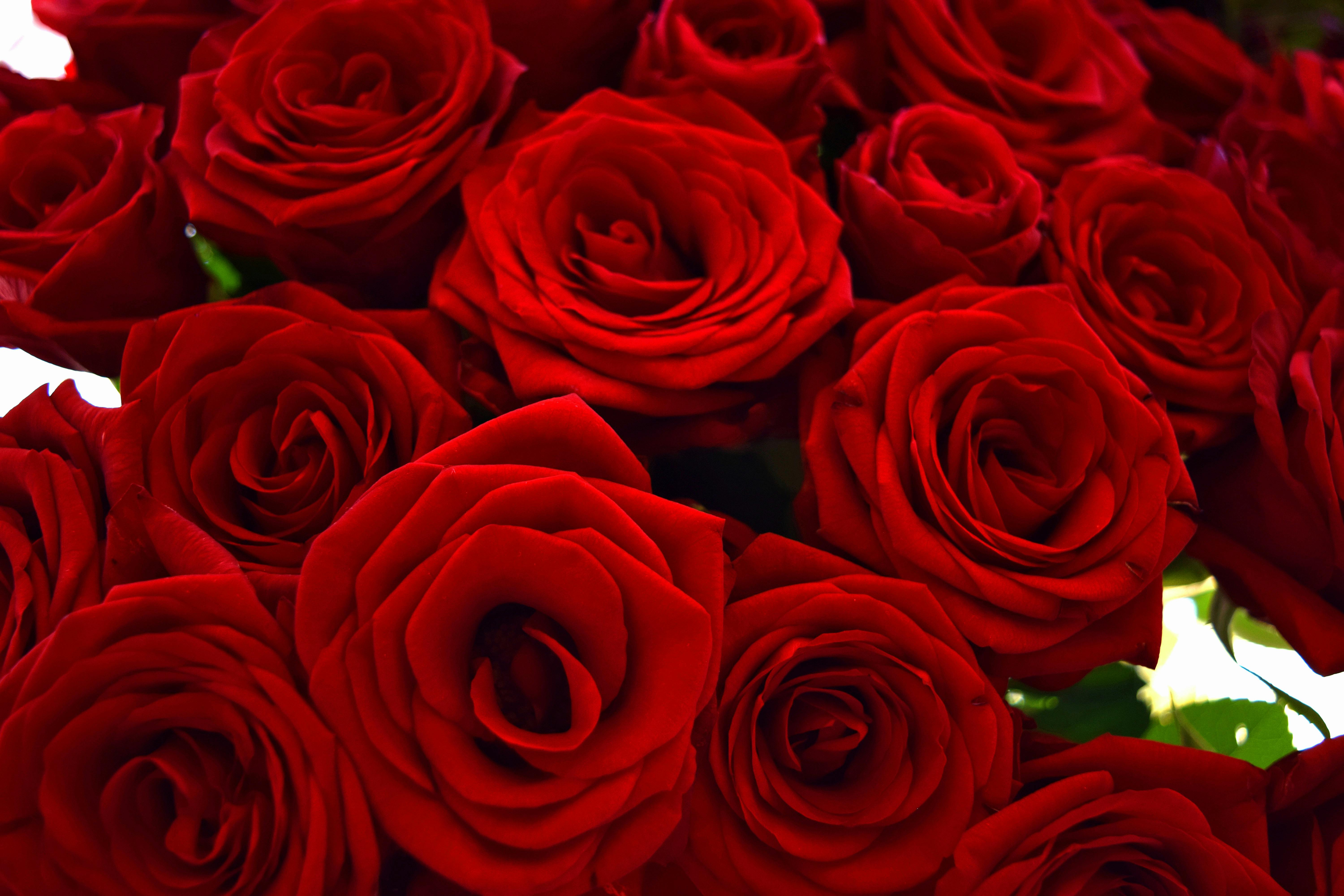 free stock photo of birthday flowers love