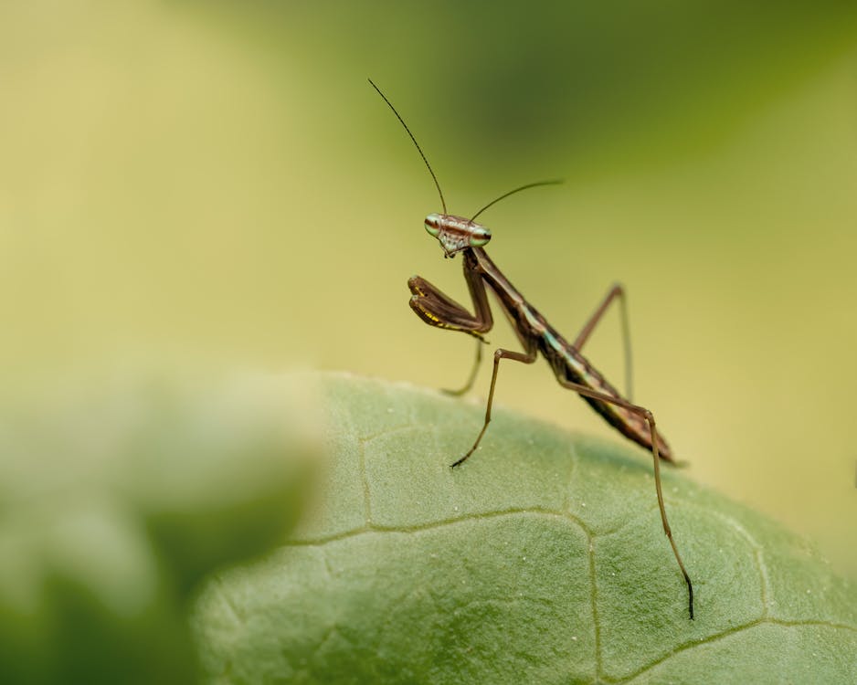 Praying Mantis