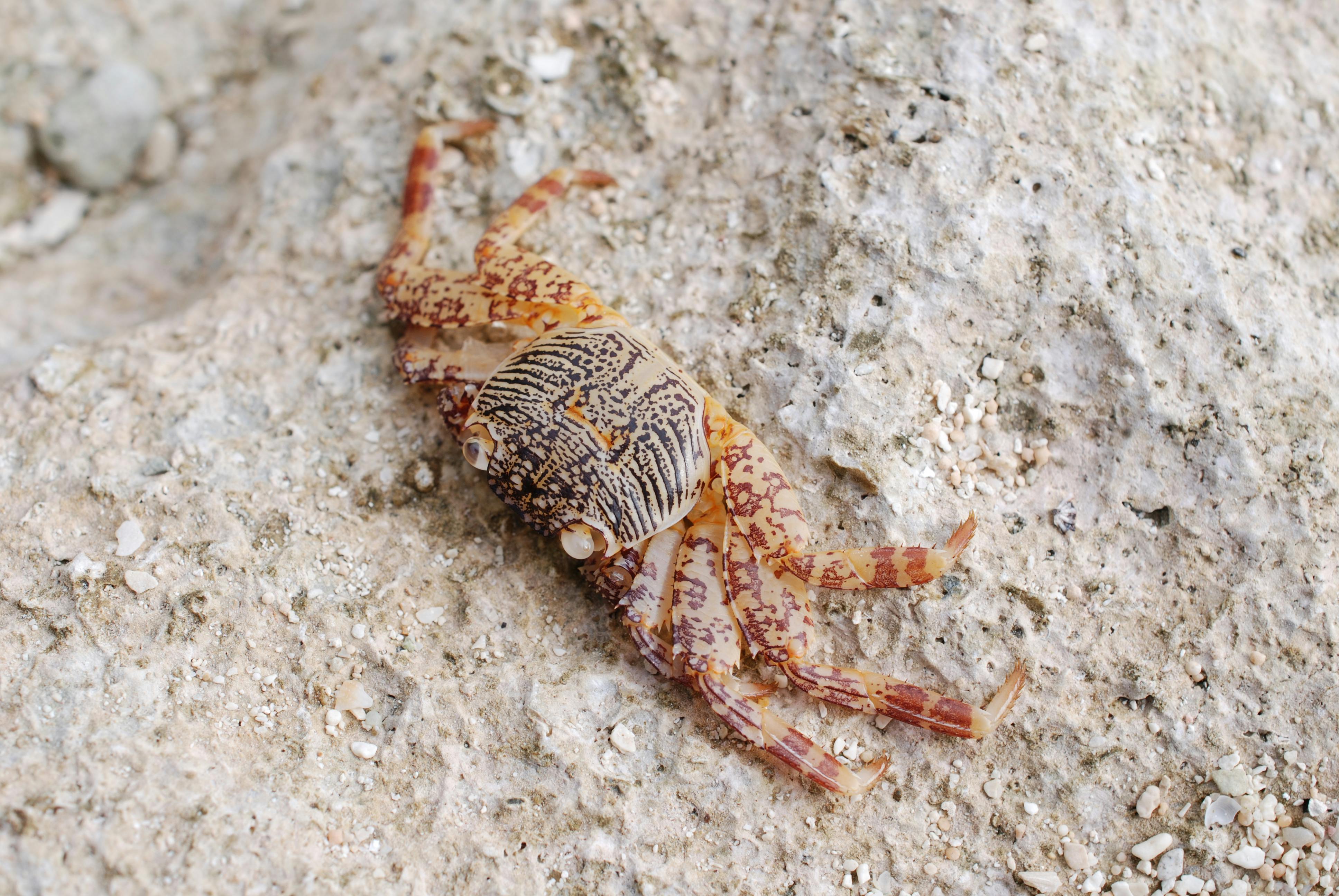 Free stock photo of by the sea, close up, crab