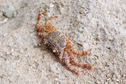 Free stock photo of by the sea, close-up, crab Stock Photo