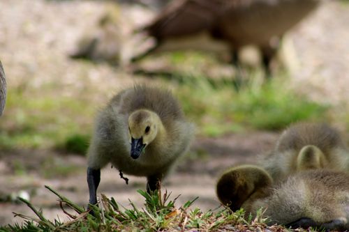 Free Close-up of fluffy goslings exploring grassy outdoor surroundings. Stock Photo