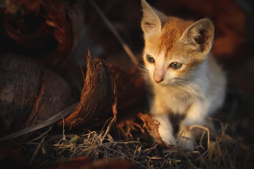 Orange and White Kitten on Dried Grass