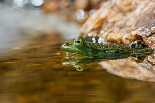 Free Close-Up Shot of a Frog  Stock Photo