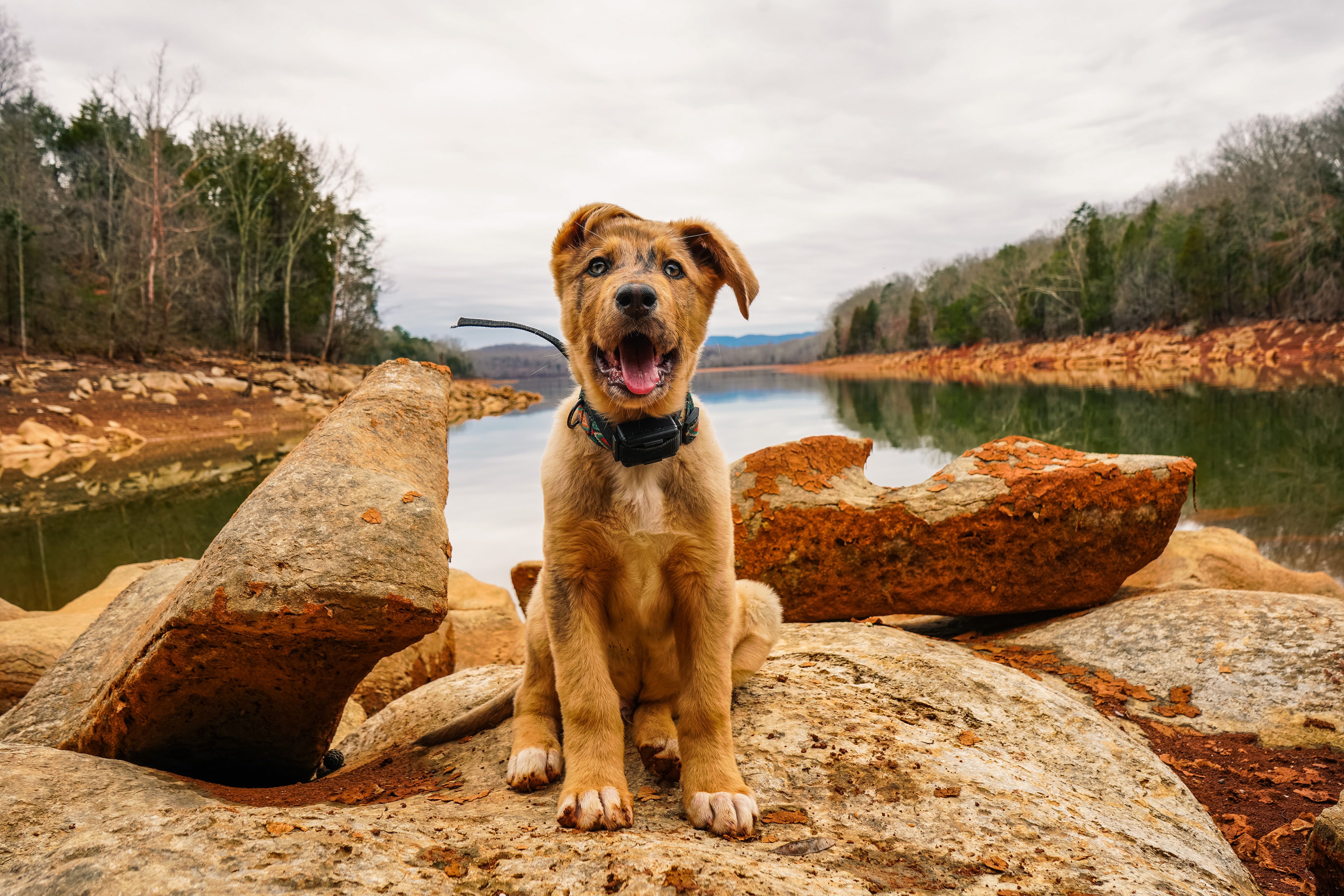 Best Pet Insurance in West Virginia for 2026 — Photo by Courtney Sargent on Pexels