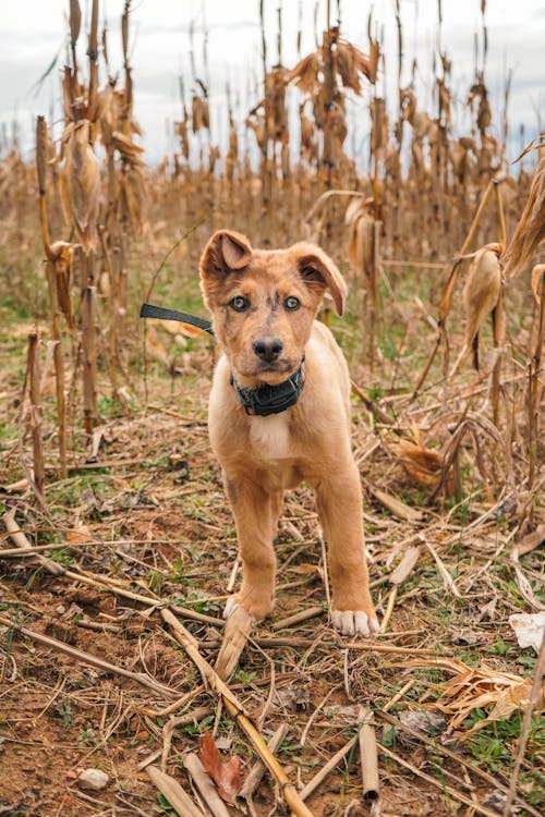 Foto stok gratis anak anjing, anjing, bidang