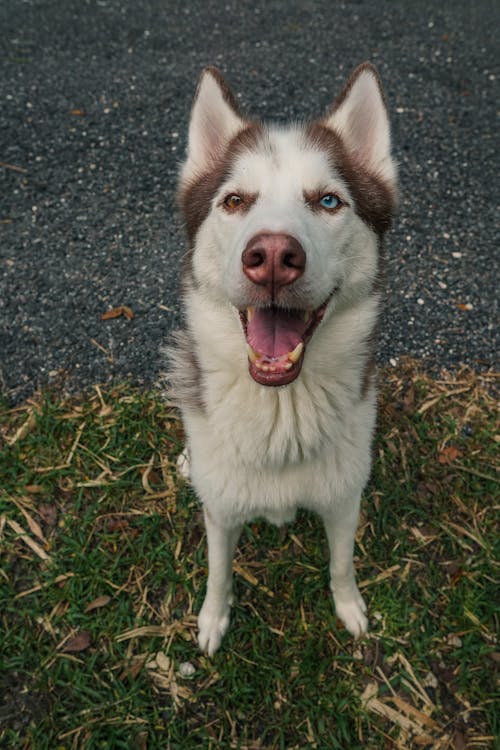 Kostenloses Stock Foto zu haustier, heterochromia, hund
